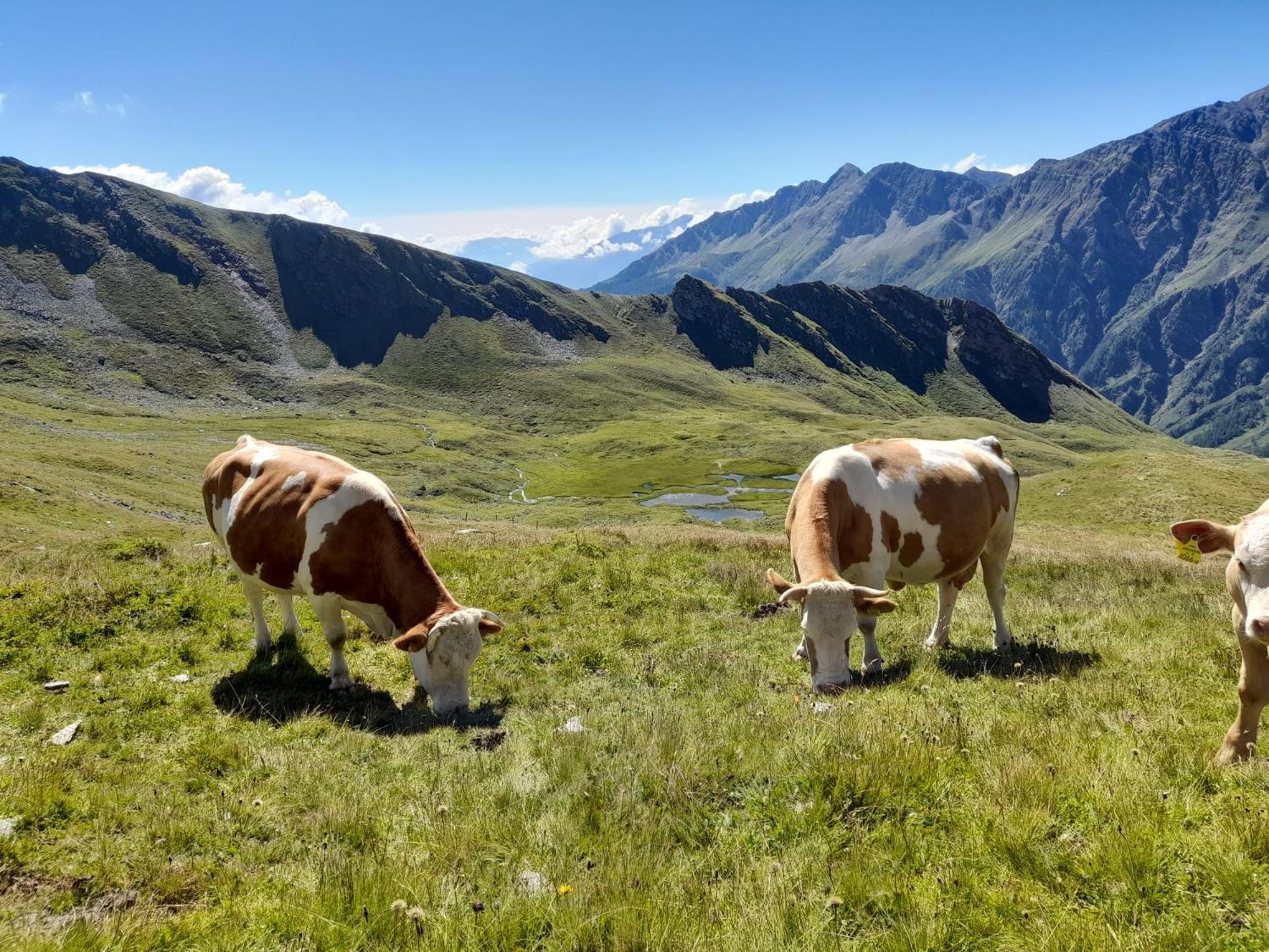 Panoramapension Platzer Unterkolbnitz Bagian luar foto