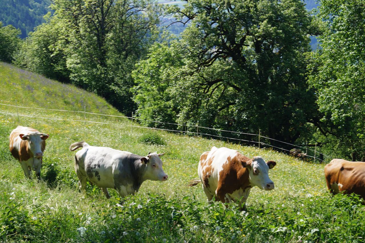 Panoramapension Platzer Unterkolbnitz Bagian luar foto
